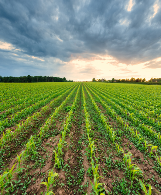 AlNokhba Company Image